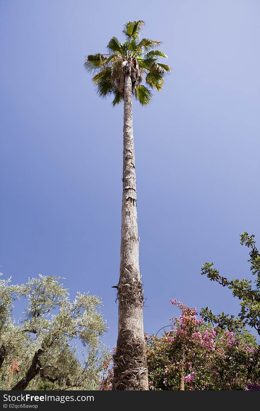 Big palm under blue sky