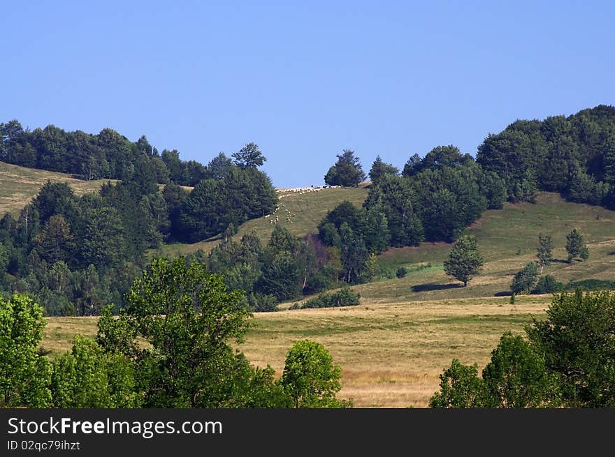 Sheeps In Distance