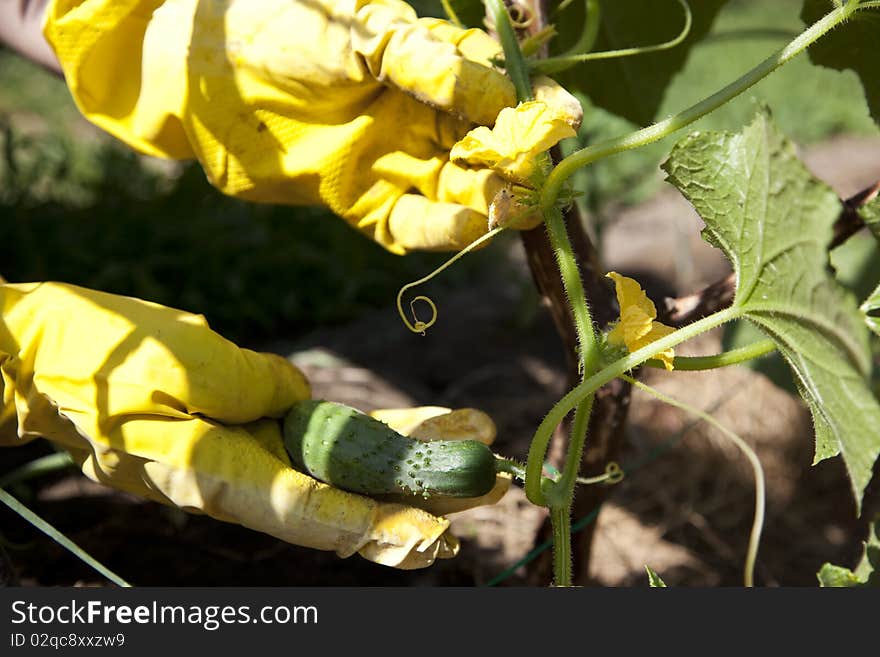 Working in a garden with cucumbers in a sunny day. Working in a garden with cucumbers in a sunny day