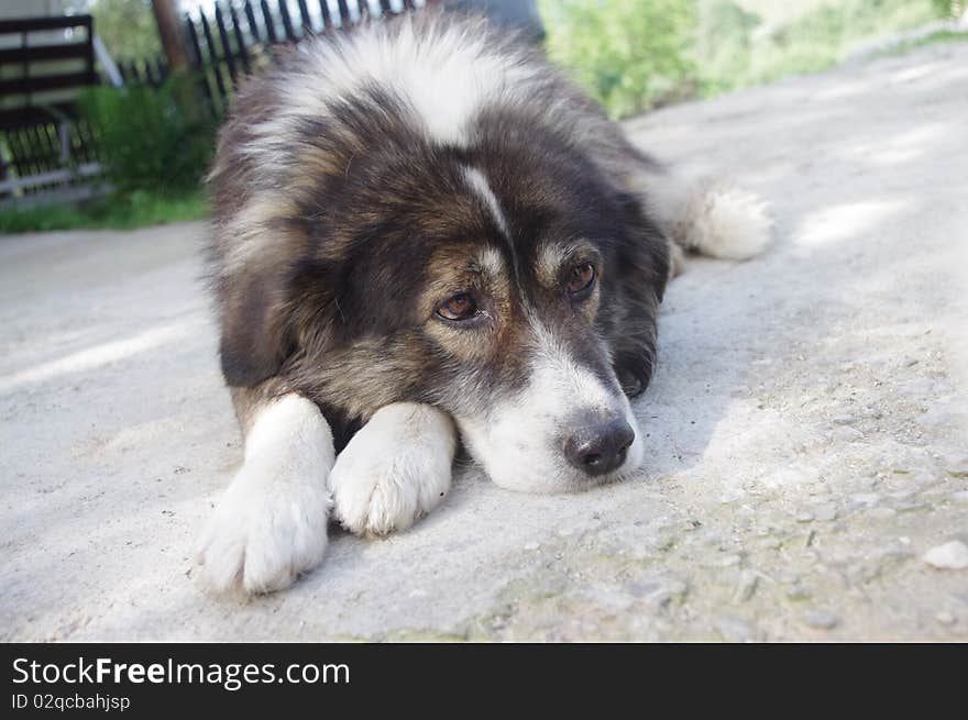 Obeying dog sitting on his front paws. Obeying dog sitting on his front paws.