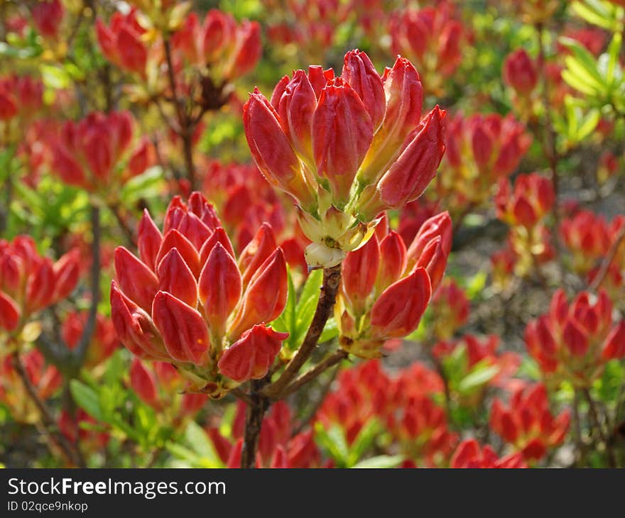 Gorgeous red rhododendron buds seen up close. Gorgeous red rhododendron buds seen up close