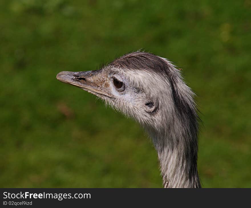 Head of a Rhea