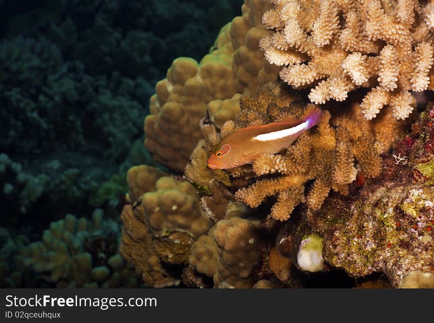 Stocky Hawk Fish