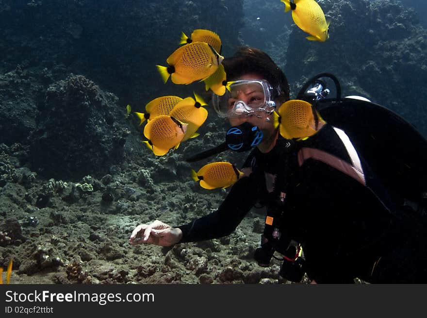 Millet seed butterfly fish school around an enchanted diver. Millet seed butterfly fish school around an enchanted diver.