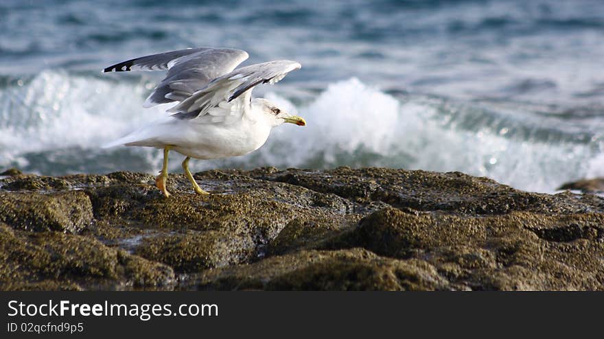 It was taken in the Canary Islands. It was taken in the Canary Islands.