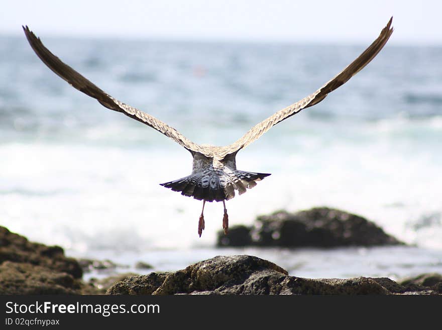 It was taken in Tenerife, Canary Islands. It was taken in Tenerife, Canary Islands.