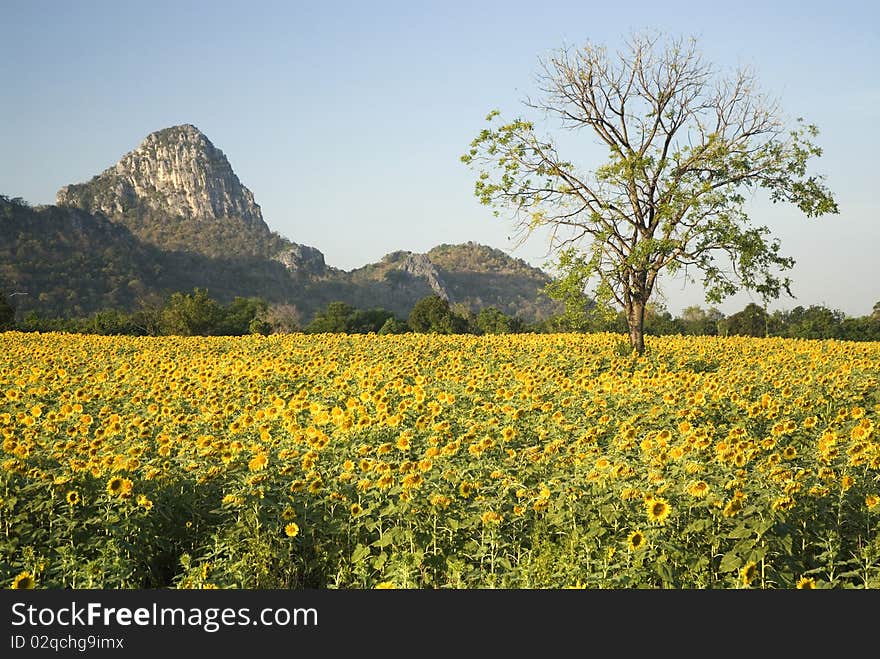 Sunflower field