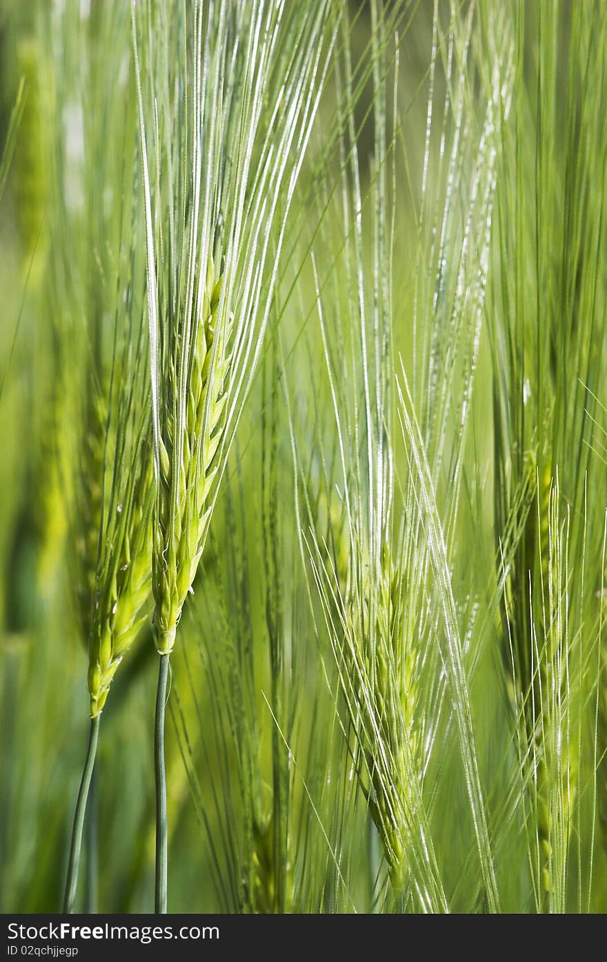 Field with green wheat, background