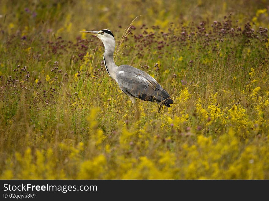 Heron in meadow