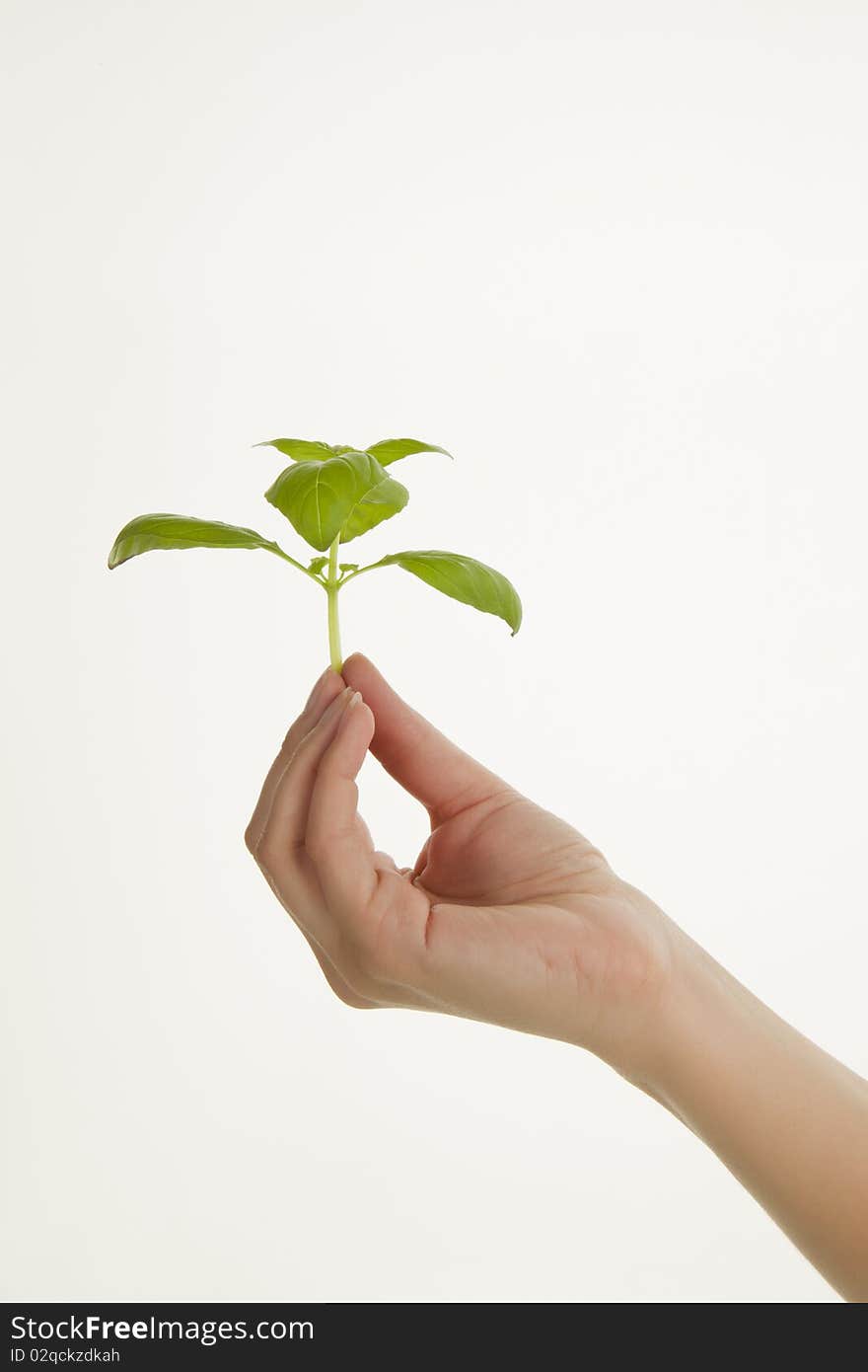 Female hand holding fresh basil leafs on white background. Female hand holding fresh basil leafs on white background.