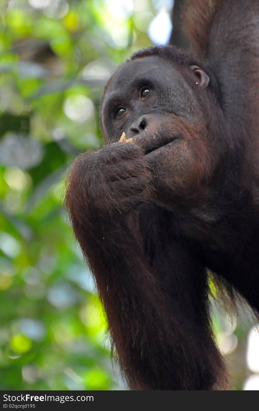 Orangutan female, picture from Borneo.