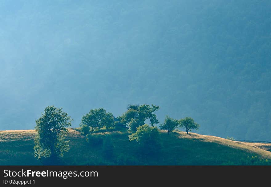 Trees On Mountain