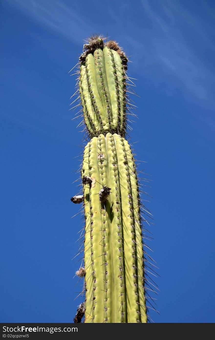 Tall cactus with blue sky in the background. Tall cactus with blue sky in the background