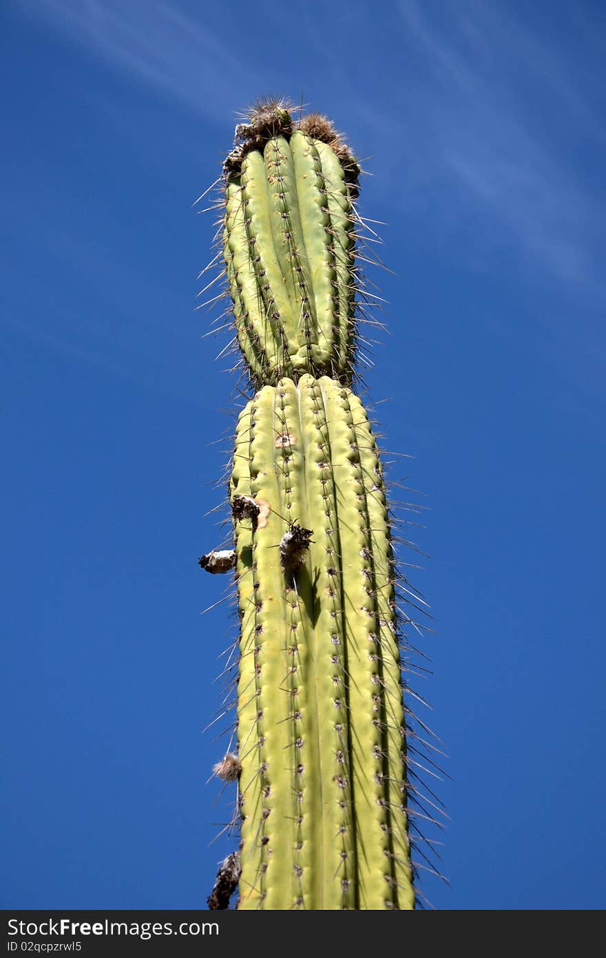 Isolated Cactus