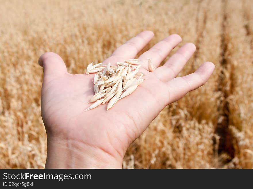 The oats lays on the opened palm on a background of a field. The oats lays on the opened palm on a background of a field