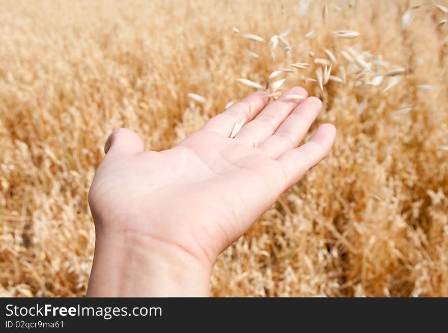 The wind blows off an oats from the opened palm. The wind blows off an oats from the opened palm