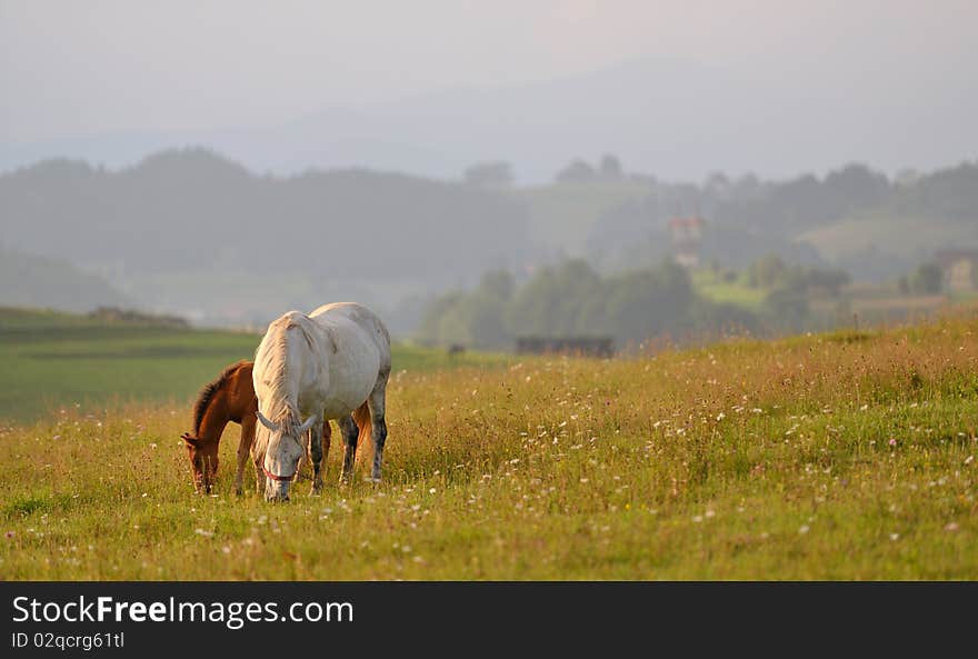 Horsesmother and sun in romanian mountains