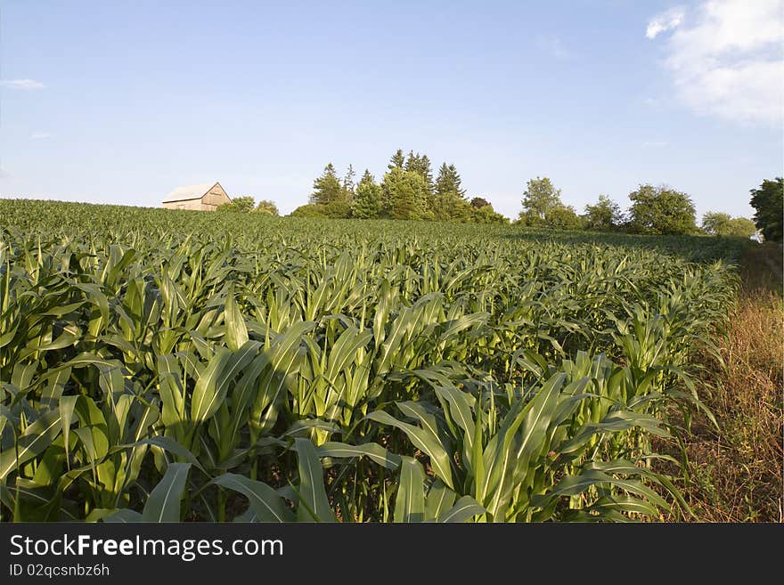 Corn field