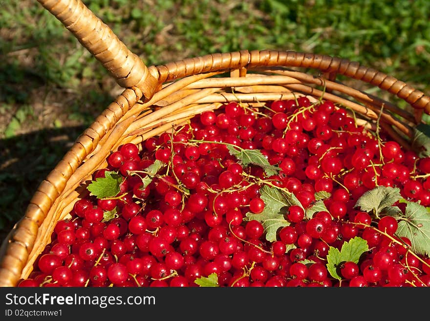 Red currant