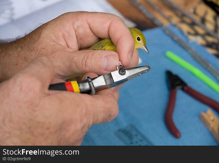 Banding A Warbler