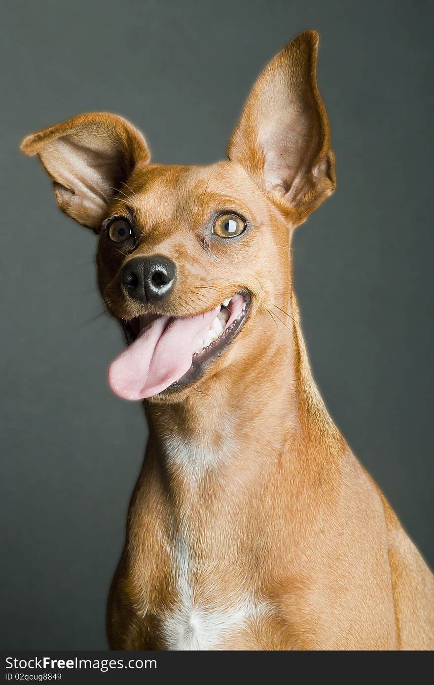 Miniature pinscher looking up