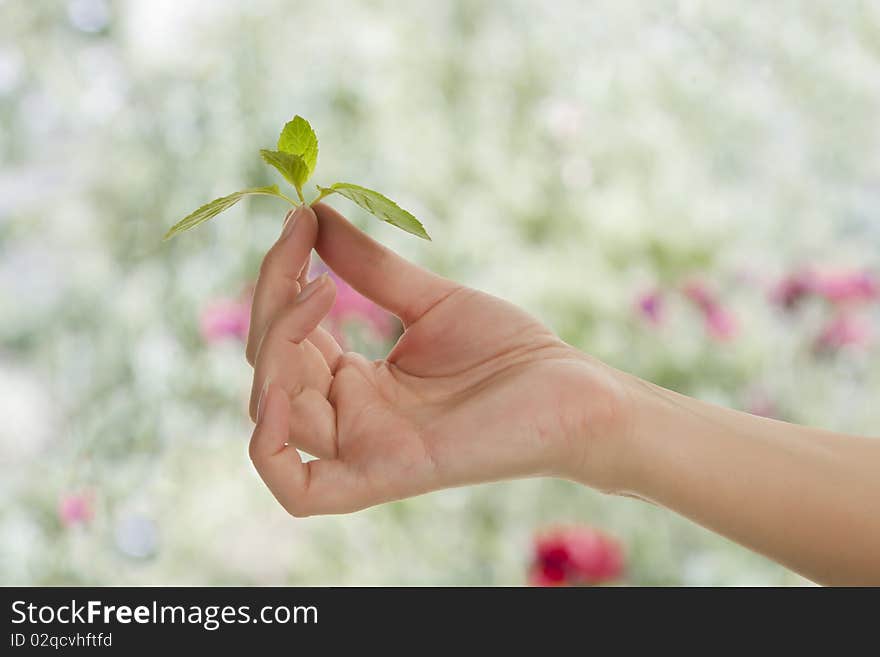 Female hand holding fresh mint leaf in garden.