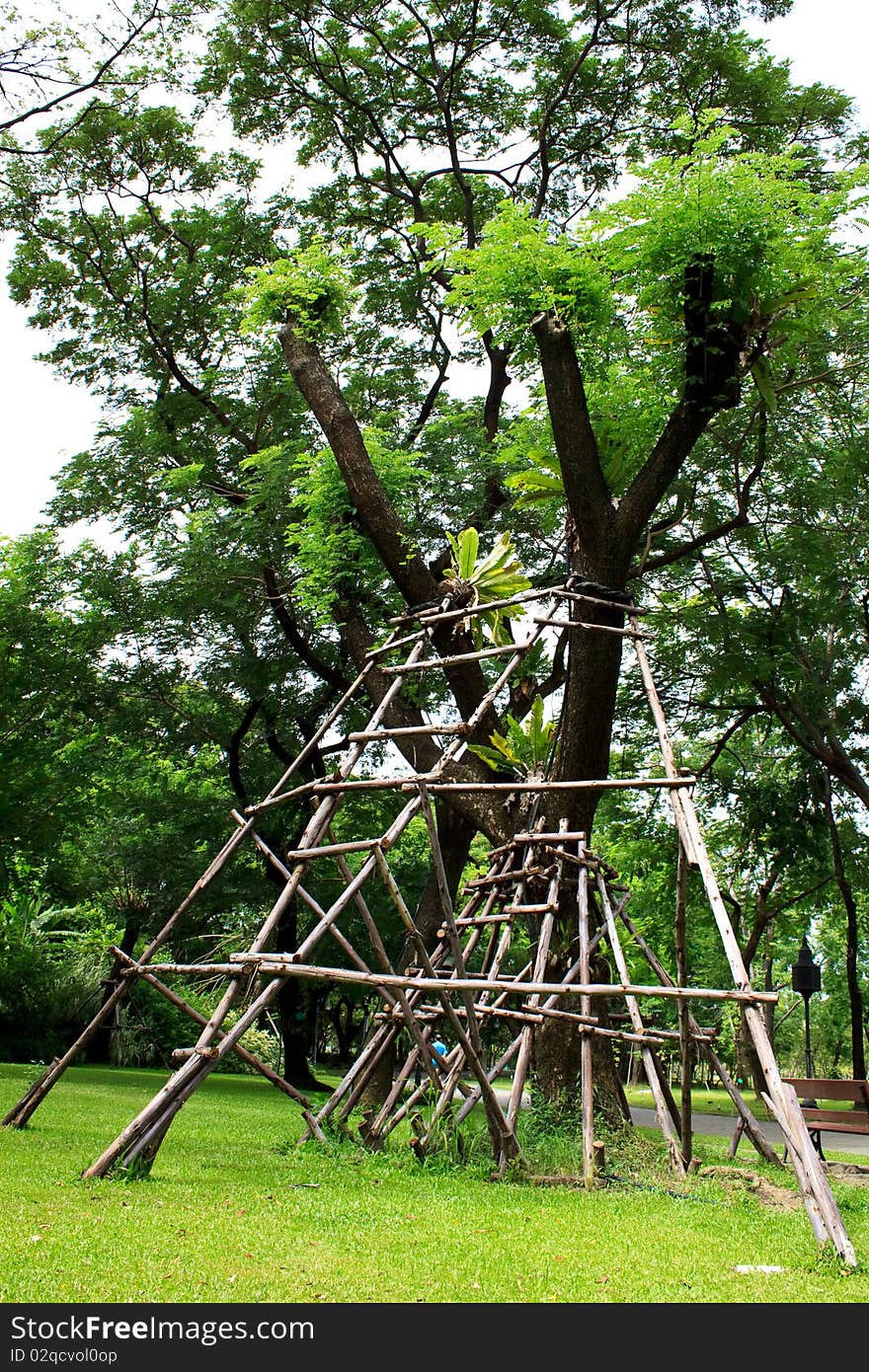 A big tree with supports