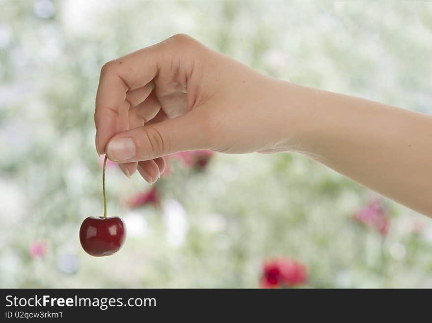 Female hand holding a ripe cherry in garden. Female hand holding a ripe cherry in garden.