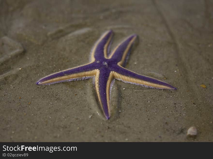 Starfish Purple