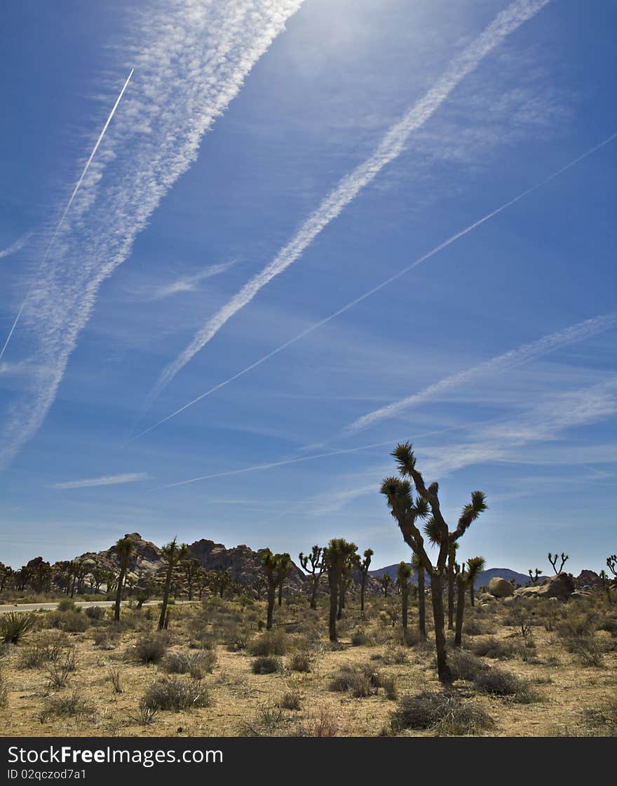 Joshua Tree National Park beneath blue sky. Joshua Tree National Park beneath blue sky