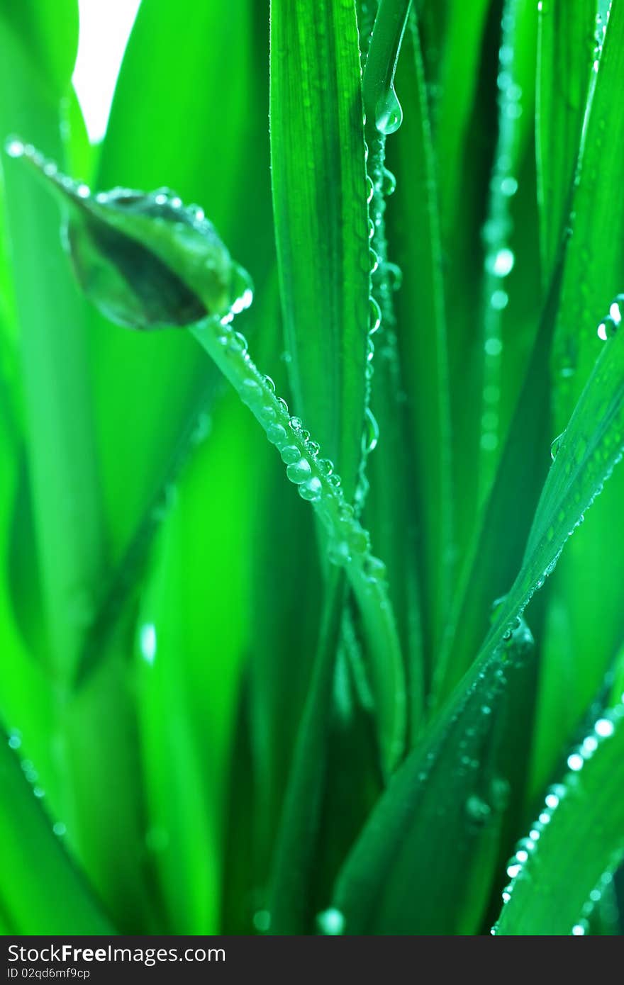 Fresh green leaves with drops of water. Fresh green leaves with drops of water.