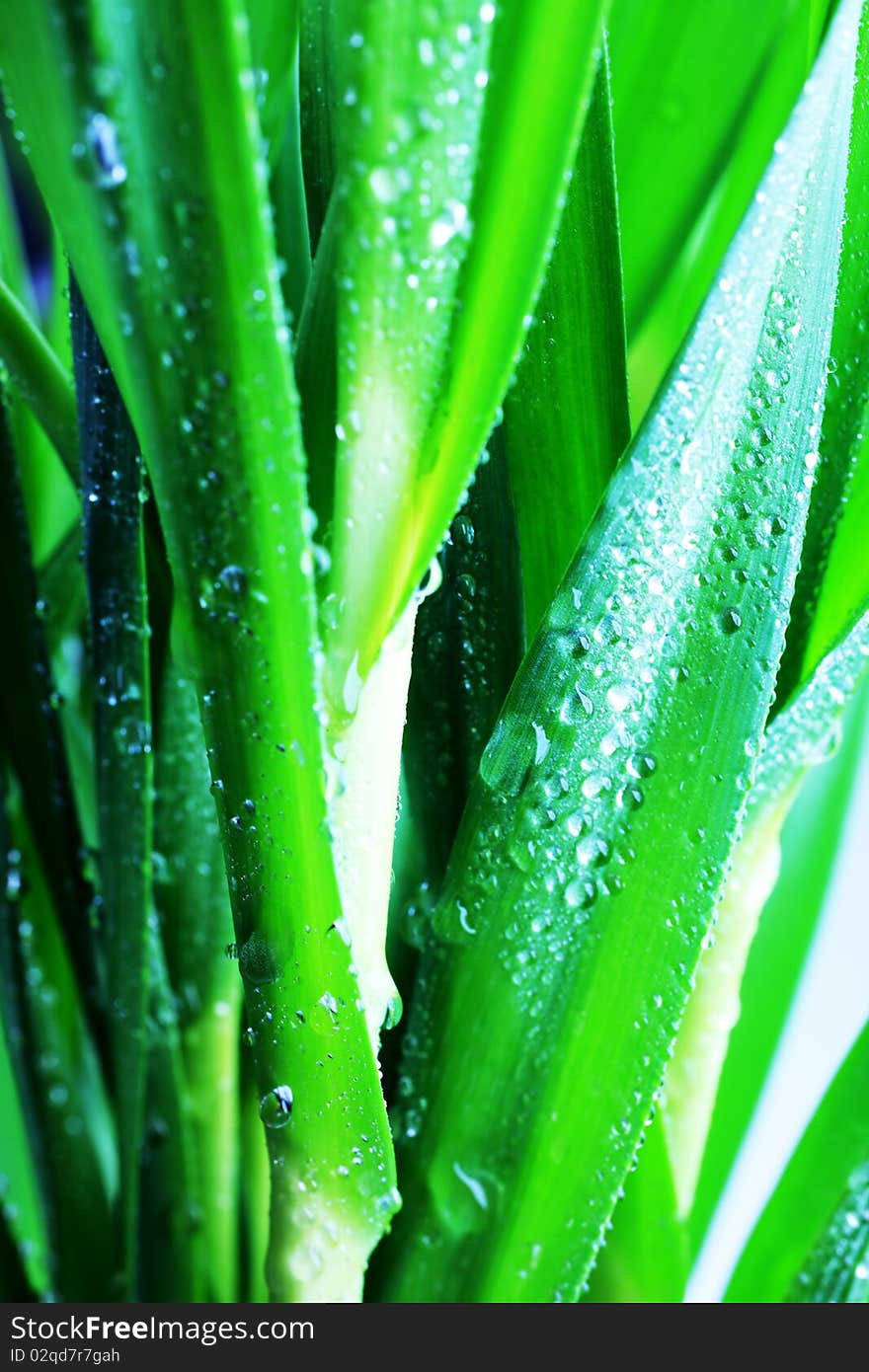 Fresh green leaves with drops of water. Fresh green leaves with drops of water.