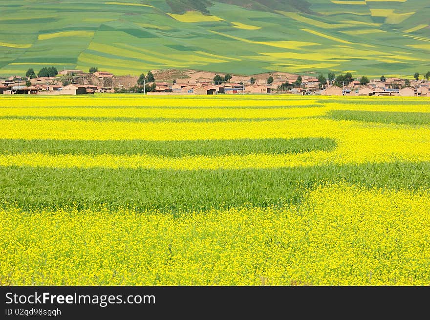 Every year in July,in China Qinghai Province ，one million acres rape blossom。. Every year in July,in China Qinghai Province ，one million acres rape blossom。