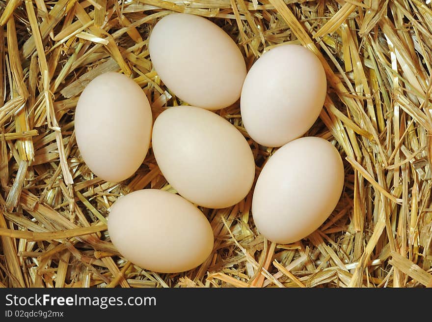 Brown chicken eggs on a bed of straw. Brown chicken eggs on a bed of straw