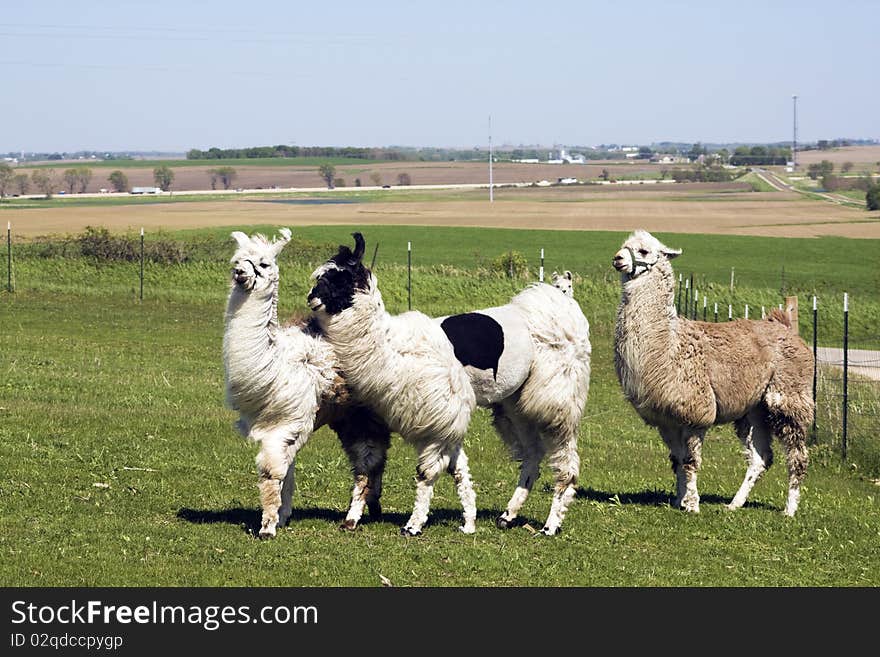 Lama farm in Wisconsin, USA.