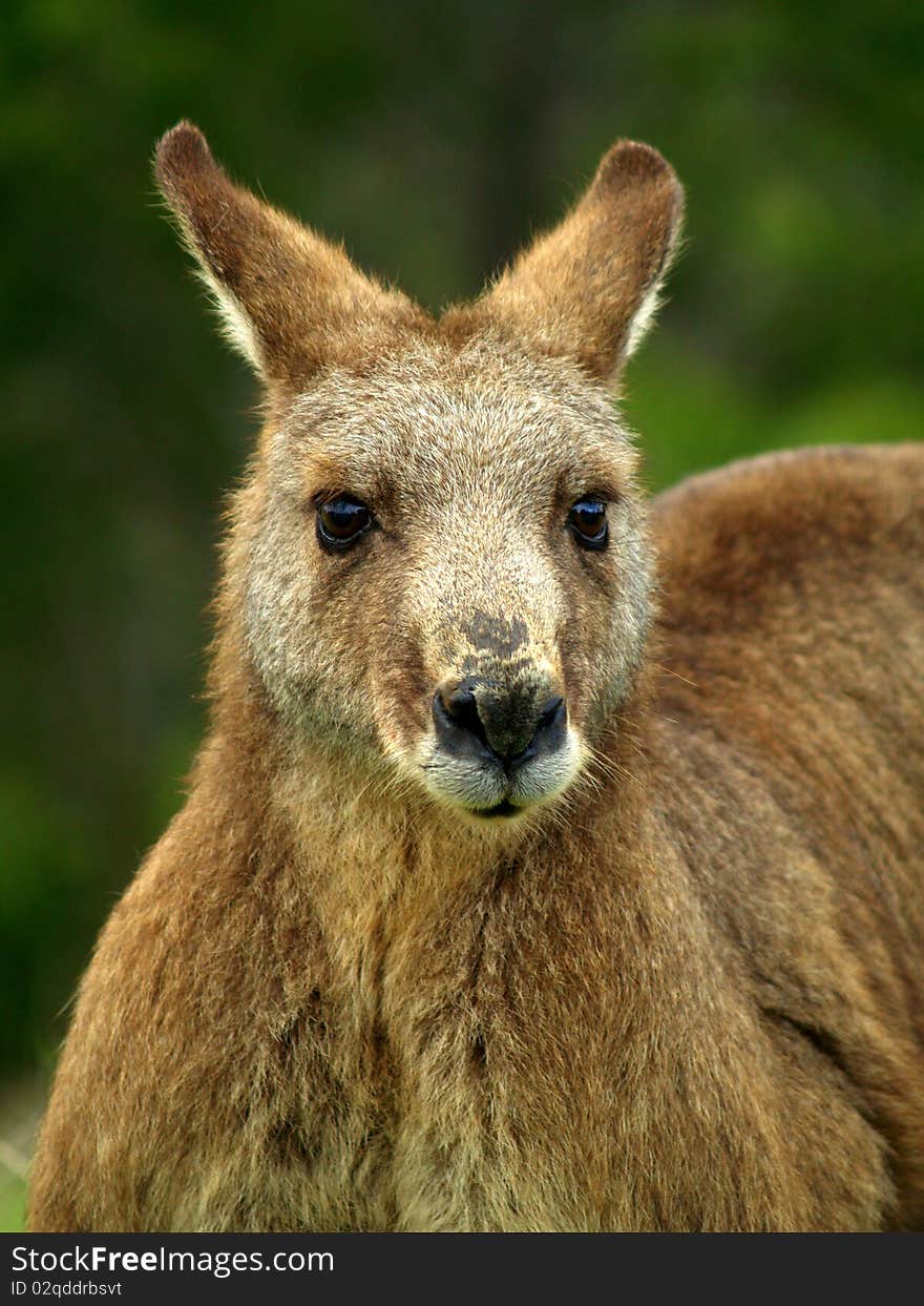 Close up picture of brown kangaroo in wildlife conservation, Australia.