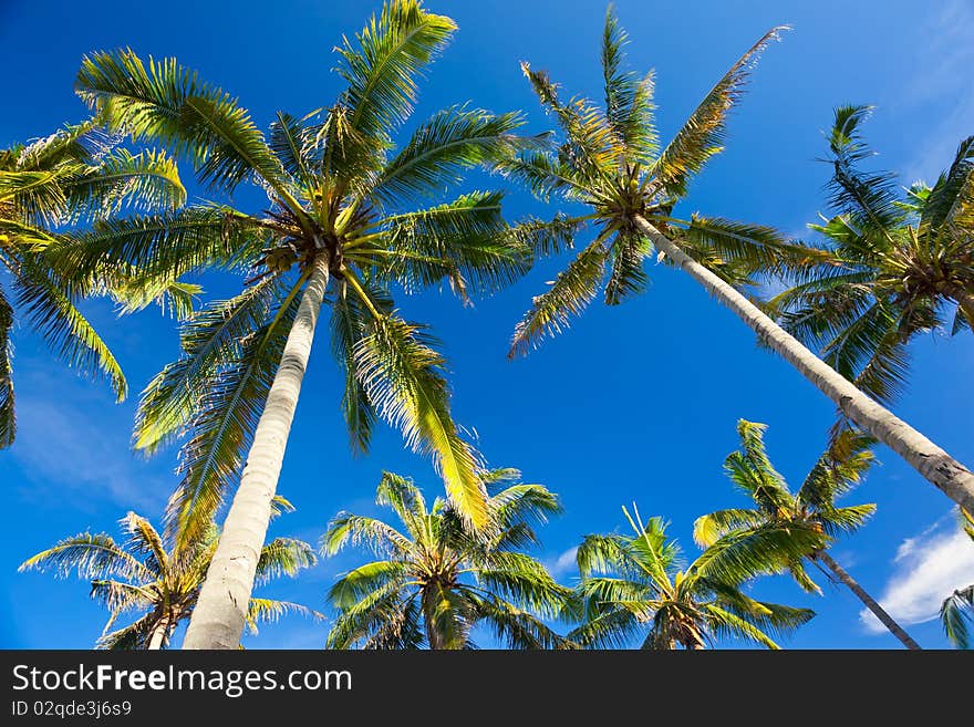 Palms on the beach at summertime