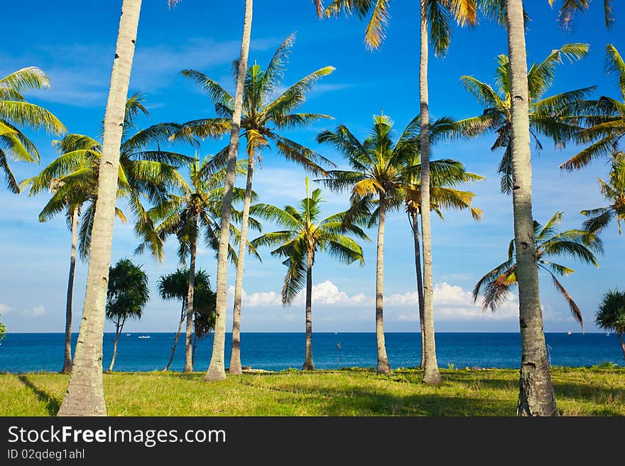 Palms on the beach at summertime