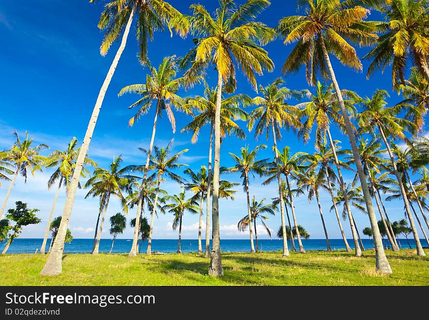 Palms on the beach at summertime