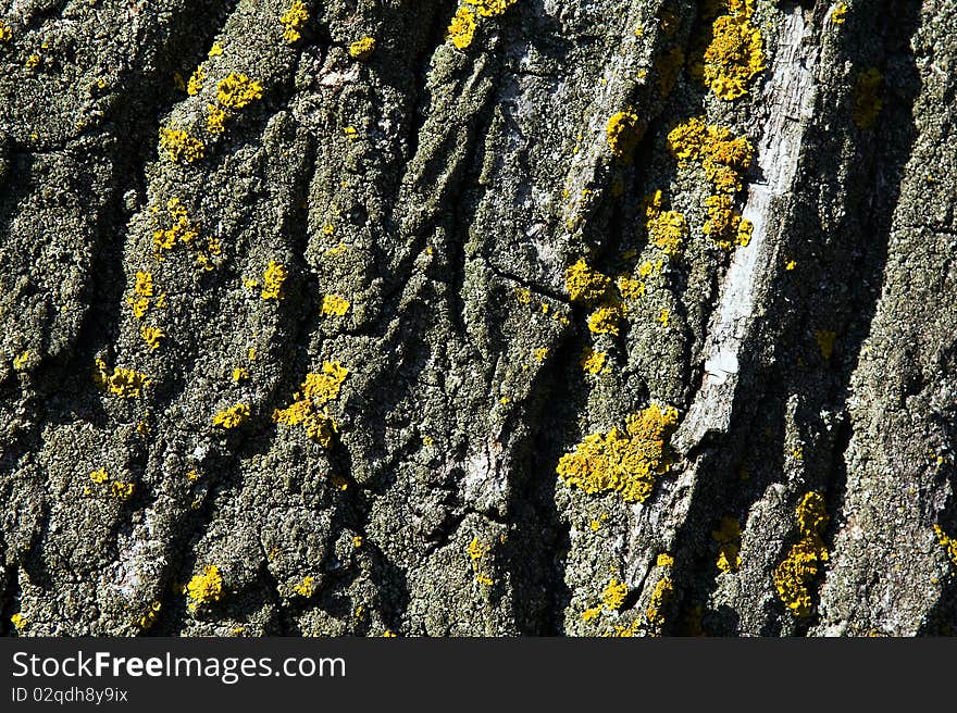 Bark of an old tree photographed close up. Bark of an old tree photographed close up