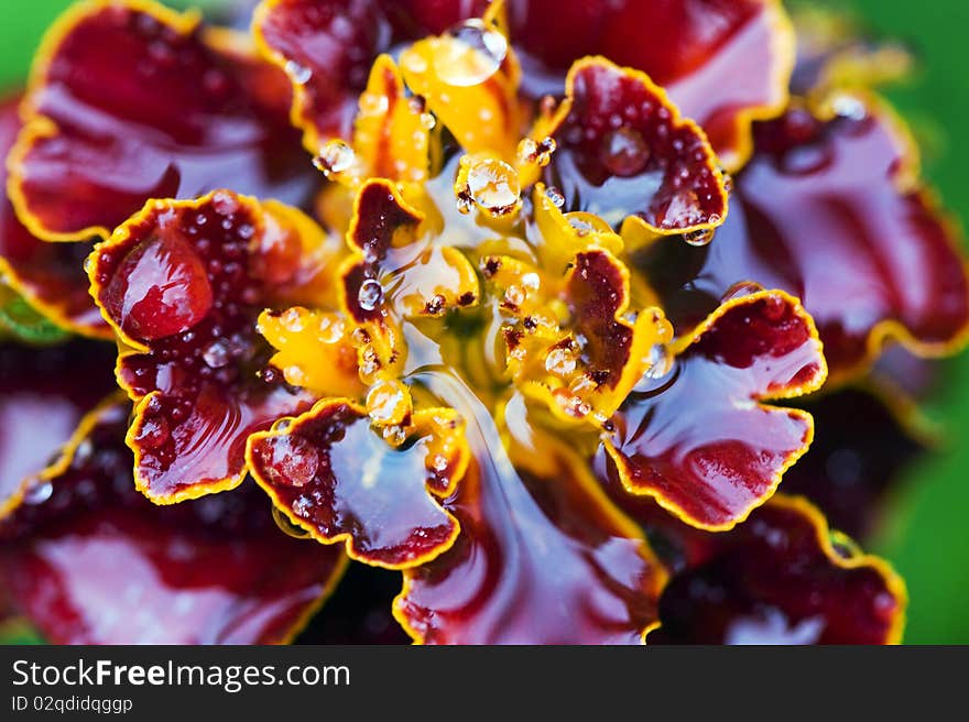 Flowers After A Rain