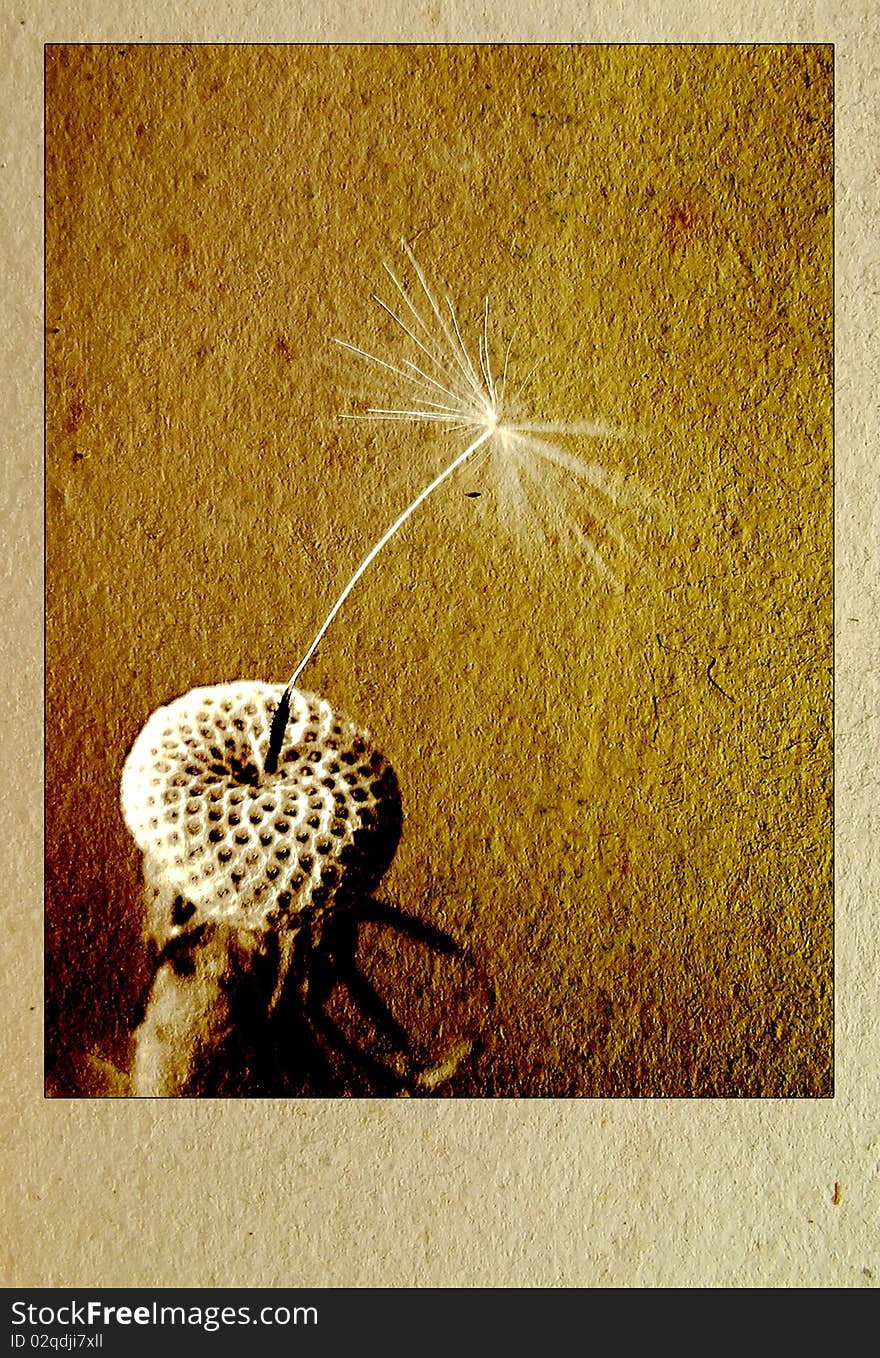 The texture of old paper with a flower dandelion