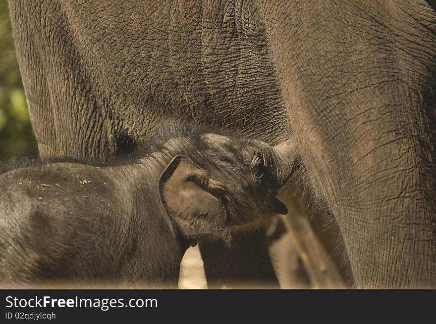 Baby Elephant, Toronga Zoo