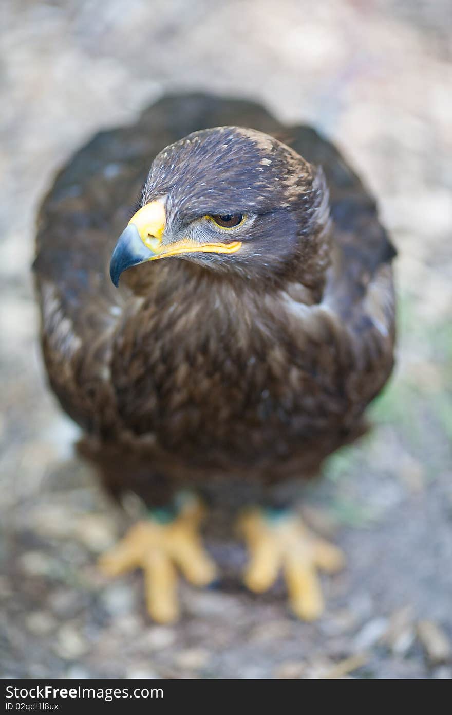 Steppe eagle - close-up portrait of this majestic bird of prey