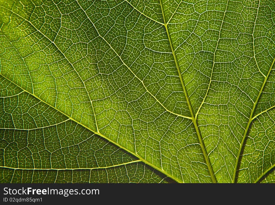 Green leaf close-up