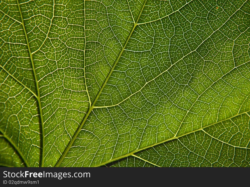 Green leaf close-up as bacground