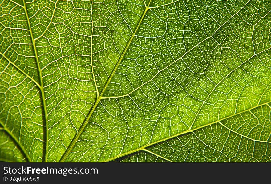 Green Leaf Close-up