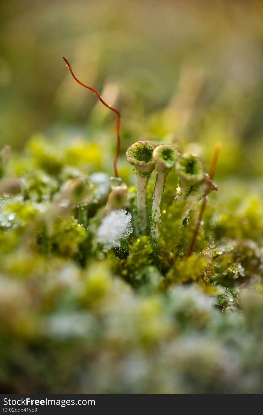 Moss in the melting snow