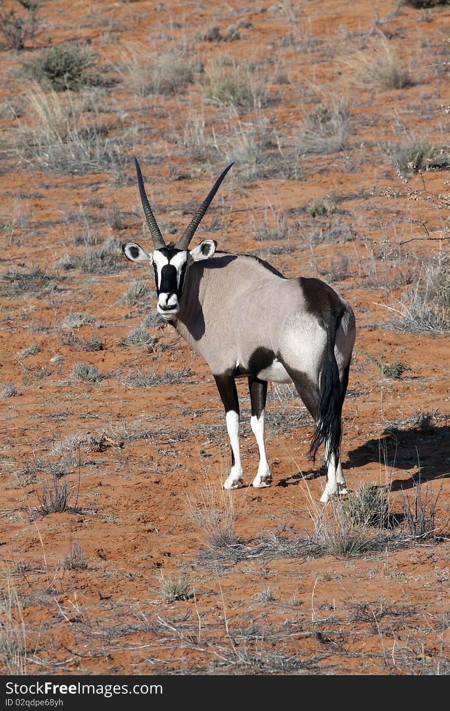 Oryx on a red dune