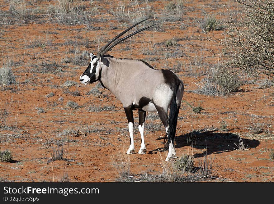 Oryx On A Red Dune